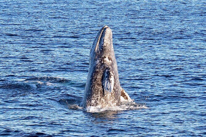 Guided Whale Watching Tour from Long Beach - FAQ
