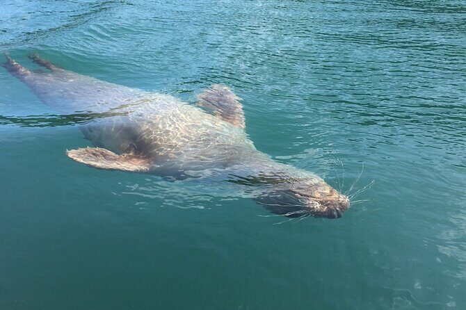 Guided Wildlife and Sea Cave Kayak Safari in English Riviera - Practical Considerations and Tips