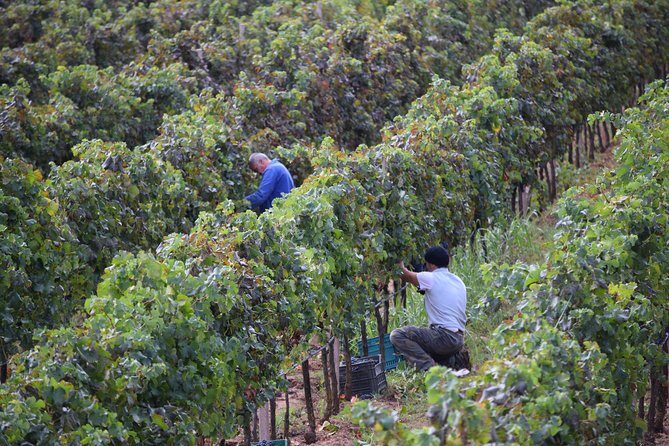 Guided Wine and Olive oil tasting - Price and Value