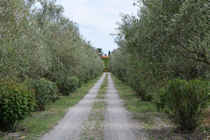 Guided Wine and Olive oil tasting - Practical Tips for Visitors