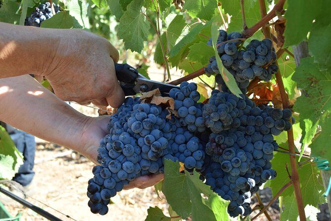 Guided Wine and Olive oil tasting - FAQs
