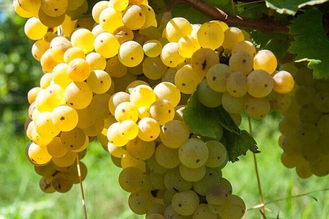 Guided Wine Tasting Experience in a Roman Vineyard - Practical Details & Tips