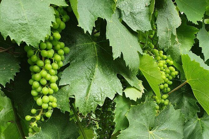 Guided Wine Tasting Experience in a Roman Vineyard - FAQ