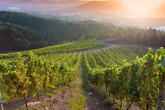 Guided Winery tour and Wine tasting in Pontevedra - An In-Depth Look at the Winery Tour Experience