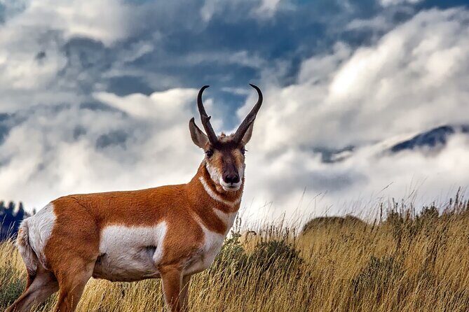 Guided Yellowstone Wildlife Tour - What to Expect from the Tour
