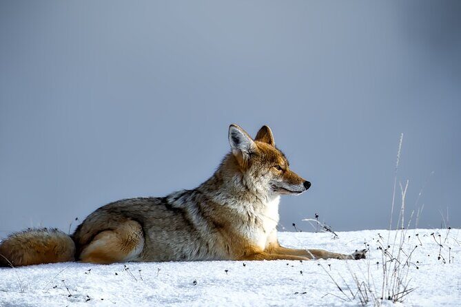 Guided Yellowstone Wildlife Tour - Pricing and Value