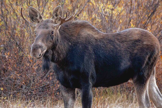 Guided Yellowstone Wildlife Tour - Who Is This Tour Best For?