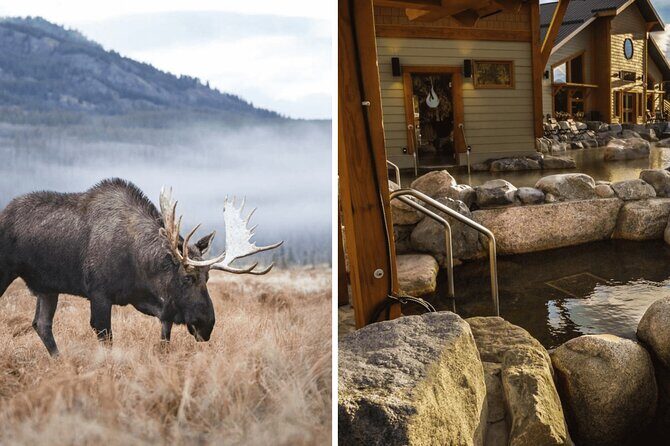 Guided Yukon Wildlife & Nordic Hot Springs Experience - Key Points