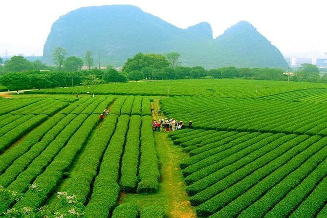 Guilin Private Tour of Daxu Old Town and Yaoshan Tea Plantation - The Tea Journey at Yaoshan Tea Plantation
