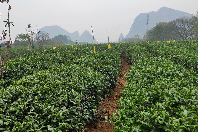 Guilin Tea plantation and Longji Rice Terraces Day Tour from Yangshuo hotel - Frequently Asked Questions