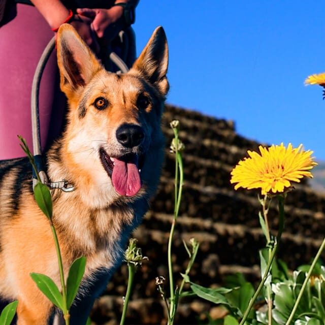 Guïmar: Pyramids of Güímar Ethnographic Park Entry Ticket - Authentic Experiences from Visitors