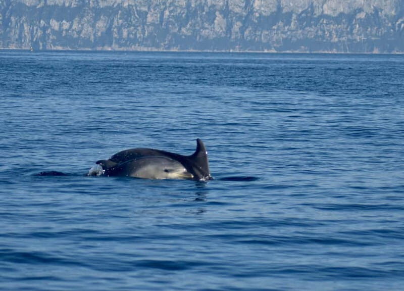 Gulf of Olbia: Dolphin watching by dinghy - Gulf of Olbia: Dolphin Watching by Dinghy – A Close Encounter with Nature