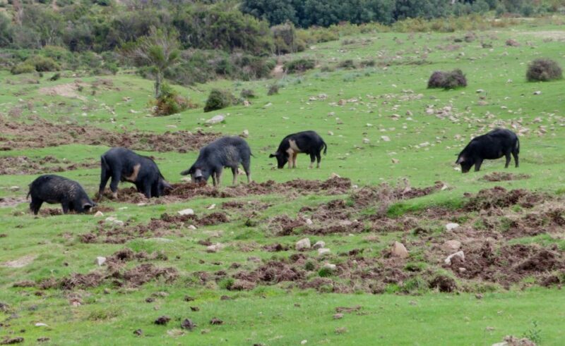 Gulf of Orosei: 4X4 tour between Mountains & Beaches - Key Points