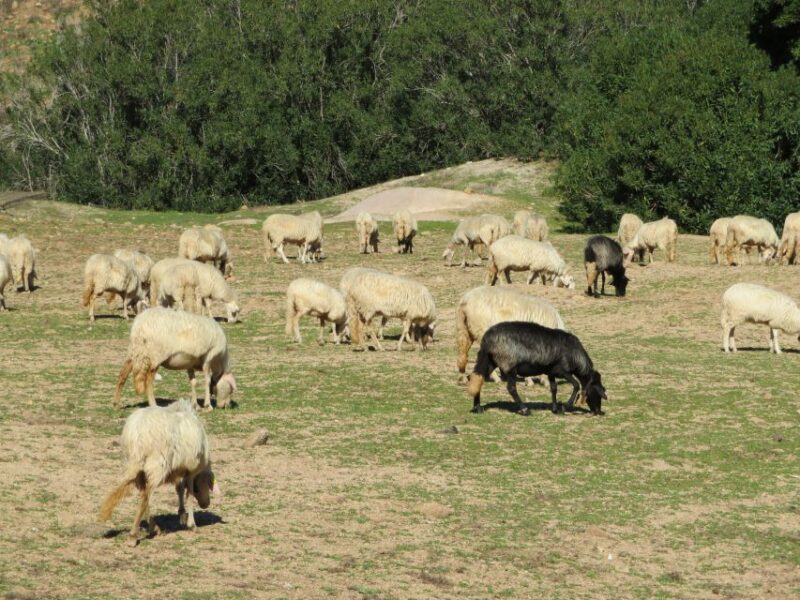 Gulf of Orosei: 4X4 tour between Mountains & Beaches - Who Is This Tour Best For?