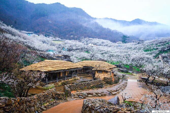 Gwangyang Plum Blossom & Jeonju Hanok Village Day Tour from Seoul - Who Should Consider This Tour?