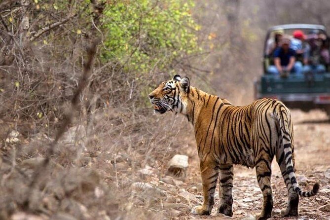 Gypsy Safari : Foreign National -Ranthambore Tiger Reserve - Logistics and Practical Insights