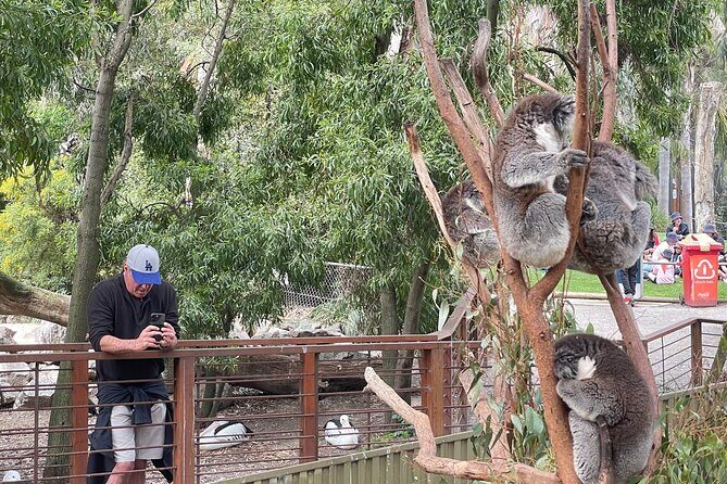 Hahndorf and Hills Wildlife Wonders - Final Thoughts: Is This the Right Choice for You?