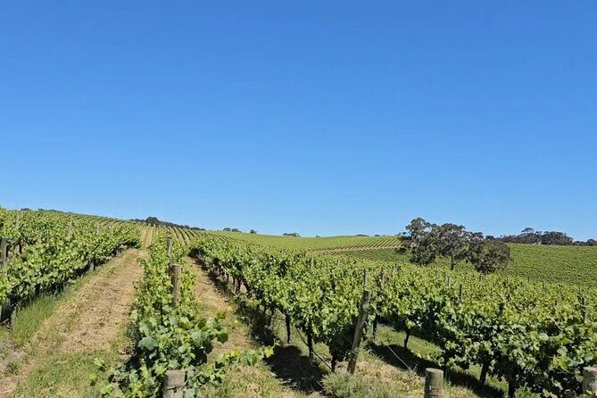 Hahndorf and Hills Wine and/or Gin Tour - Final Thoughts