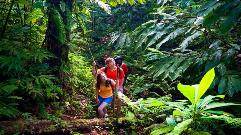 Haiku: Waterfall, Rainforest, and Handcrafted Chocolate Tour - Key Points