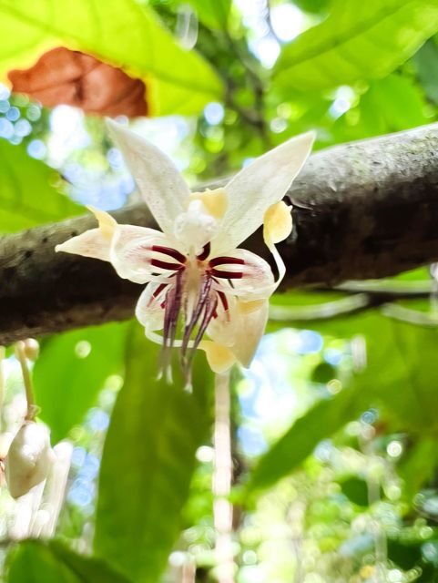 Haiku: Waterfall, Rainforest, and Handcrafted Chocolate Tour - Pricing and Value