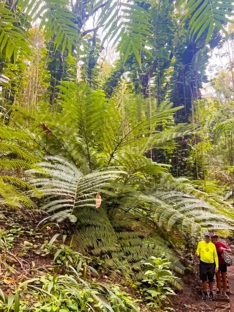 Haiku: Waterfall, Rainforest, and Handcrafted Chocolate Tour - FAQ