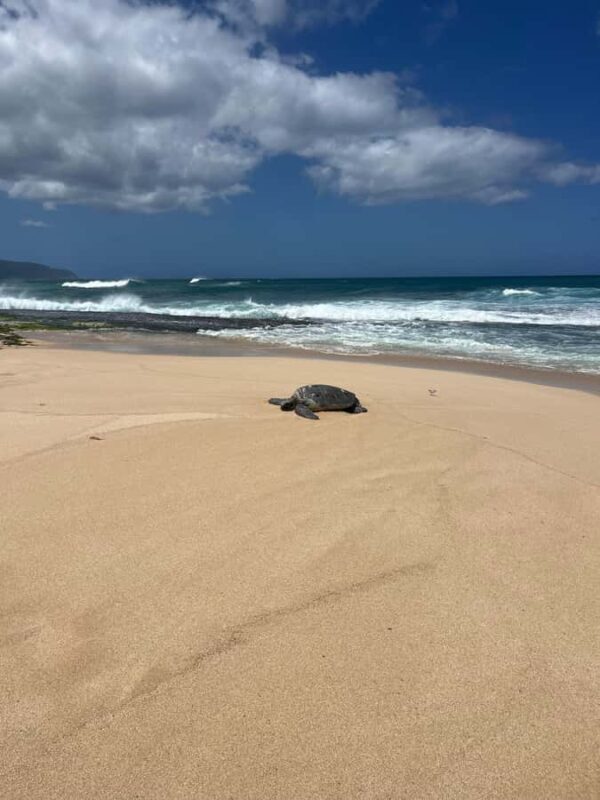 Haleiwa: North Shore Guided Electric Bike Tour - The Itinerary Breakdown: What to Expect
