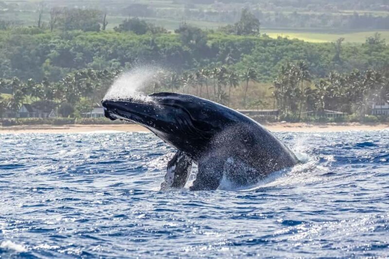 Haleiwa: North Shore Whale Watching Tour by Catamaran - What’s the Experience Like?