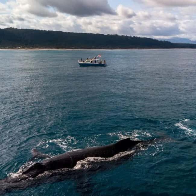 Haleiwa: North Shore Whale Watching Tour by Catamaran - Who Will Love This Tour?