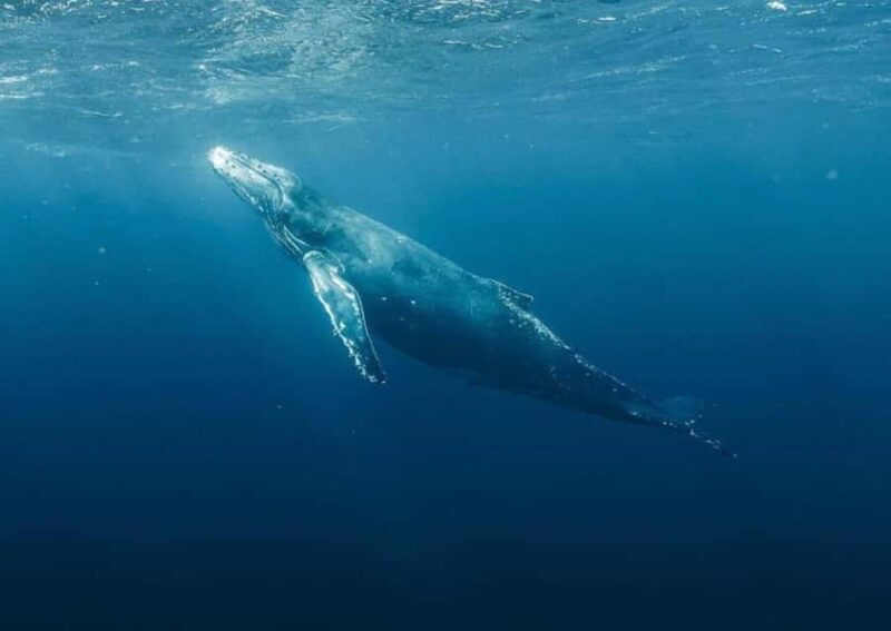 Haleiwa: Oahu North Shore Whale Watching Boat Tour - Why This Tour Matters for Travelers