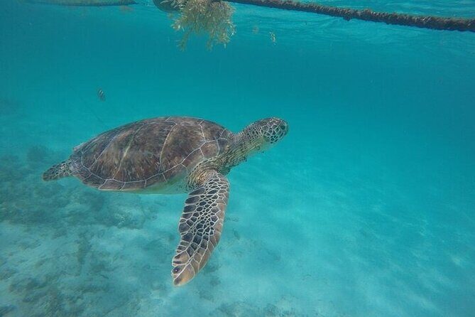 Half a Day Snorkeling with Sea Turtles Encounter and Free time - Price and Value Analysis
