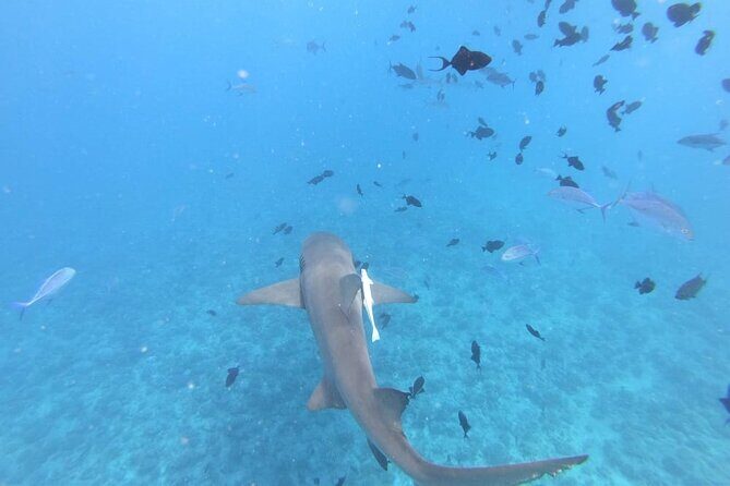 Half a day to discover Bora Bora with O-sea - What’s Included and What’s Not