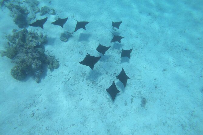 Half a day to discover Bora Bora with O-sea - The Group Size and Its Significance