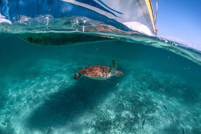 Half a day Tour to Cenote and Sea Turtles Encounter in Akumal Bay - Practical Tips for Travelers