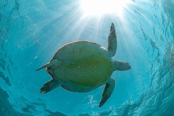 Half a day Tour to Cenote and Sea Turtles Encounter in Akumal Bay - FAQ