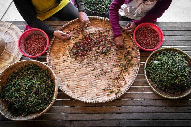 Half-Day Adventure to the Pepper Farm by Scooter - The Detailed Experience: What You Can Expect