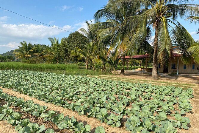 Half-Day Adventure to the Pepper Farm by Scooter - FAQ