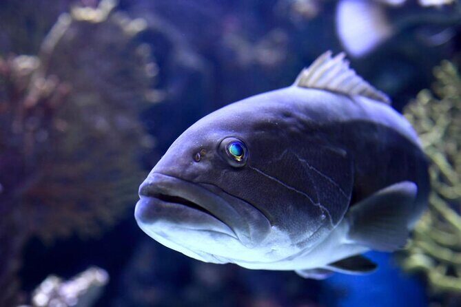 Half Day Antalya Aquarium Tour And Wax Museum - Discover the Best of Antalya in Half a Day: Aquarium and Wax Museum Tour