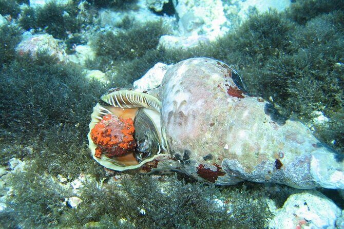 Half day Catamaran Morning Cruise in Kleftiko - FAQs