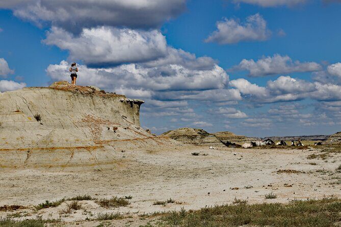 Half Day Chasing Horses Wildlife Photography Experience in North Dakota - What Makes This Tour Stand Out