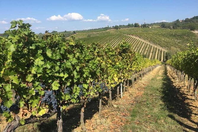 Half-day Chianti Classico Wine tour from Florence - Small Group - Analyzing the Value