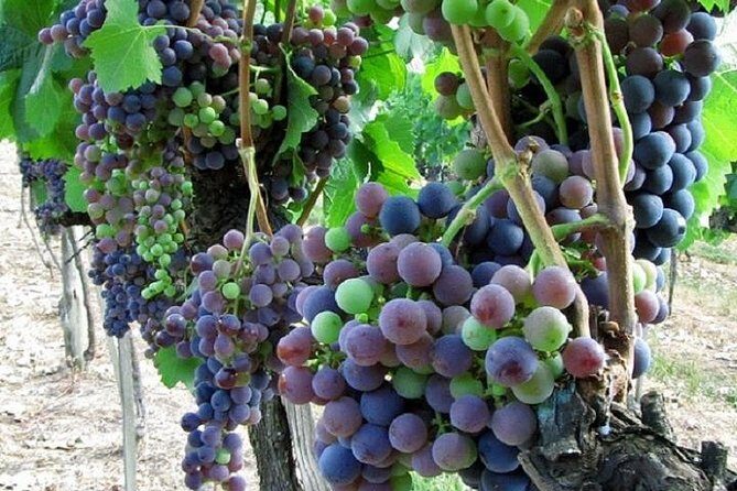 Half-Day Chianti Wine and Olive Oil Tour from Viareggio - Who Is This Tour Best For?