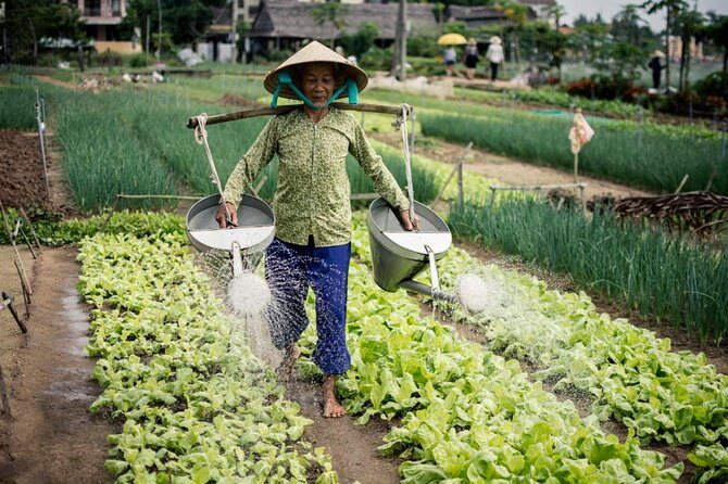 Half Day Cooking Class At Tra Que Vegetable Village Hoi An - Why This Tour Stands Out