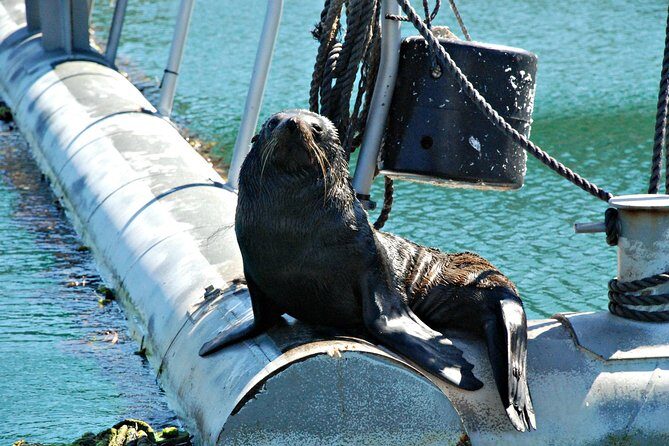 Half-Day Cruise in Marlborough Sounds from Picton - The Itinerary: What You Can Expect