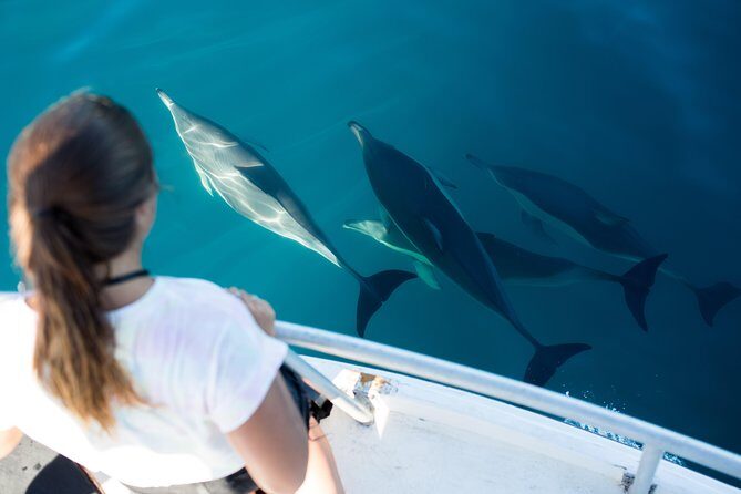 Half Day Dolphin & Wildlife Cruise - Tauranga - Who Will Love This Tour?