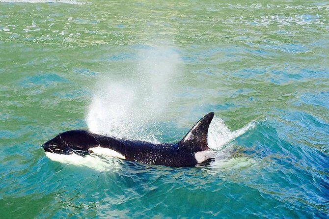 Half Day Dolphin & Wildlife Cruise - Tauranga - FAQ