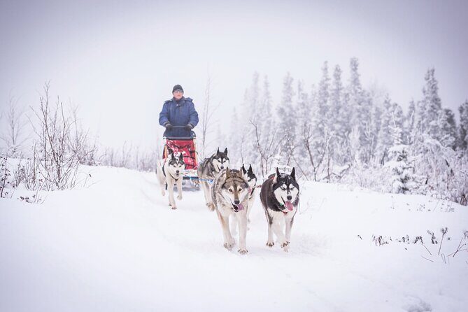 Half Day "Drive Your Own Dog Team" Dog Sledding Tour - Key Points