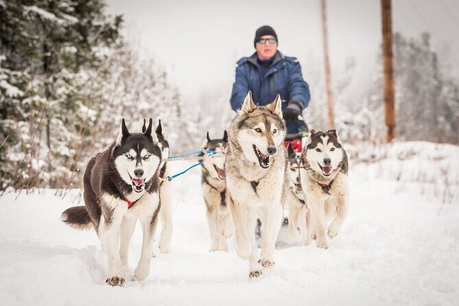 Half Day "Drive Your Own Dog Team" Dog Sledding Tour - An In-Depth Look at the Experience
