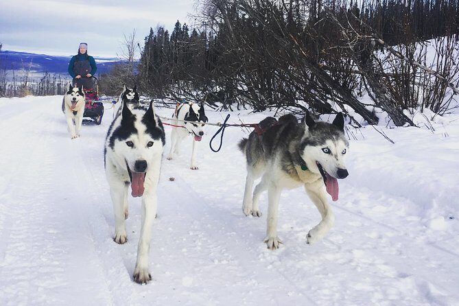 Half Day "Drive Your Own Dog Team" Dog Sledding Tour - The Sum Up: Who Is This Tour For?