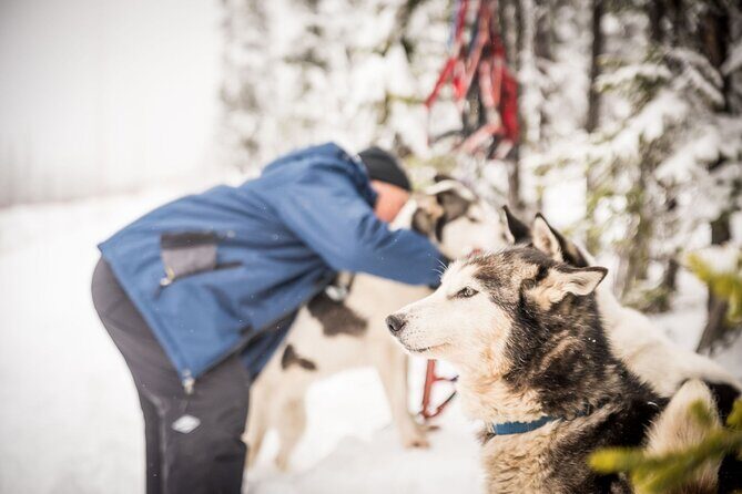 Half Day "Drive Your Own Dog Team" Dog Sledding Tour - Frequently Asked Questions