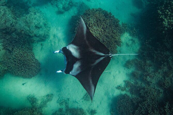 Half day Eco Snorkeling small group Tour in Bora Bora - Authentic Marine Encounters: What Travelers Say